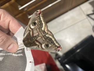 This just flew into my head and scared the hell out of me! 