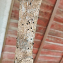 What are these insects on my tree (pics included)?