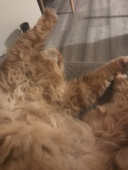Cat photo thread