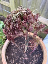 What have I done to my poor Acer?