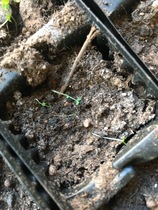 What happened to these poor seedlings?