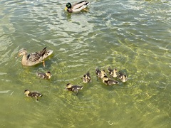 Does anyone else love feeding ducks?