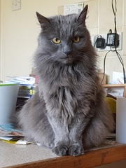 Cat photo thread