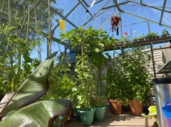 8x14 greenhouse - anyone have one? (Or 8x18!)