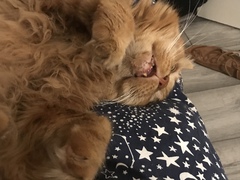 Cat photo thread