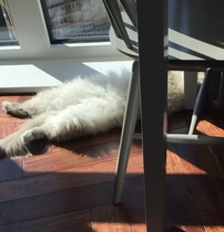 Come on - surely it's funny cat picture time?!