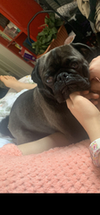 Help me pick a breed?