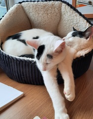 White cats, pink ears, sun cream: I have questions