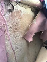 Mould, damp and uninvited plants