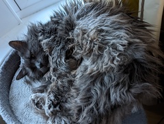 Cat photo thread