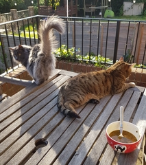 Thug cat part 4.  After all, it's not my Axminster.