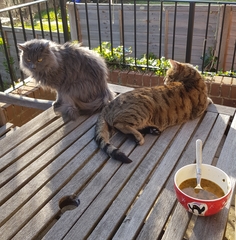 Thug cat part 4.  After all, it's not my Axminster.