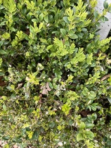 Box blight or not maybe?