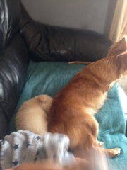 Adding another dog to the family - pros and cons?