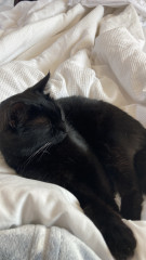 Not my cats and friends