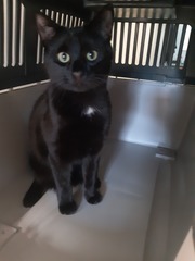Cat photo thread