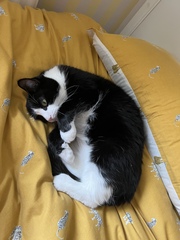 Cat photo thread