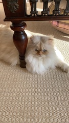 Cat photo thread