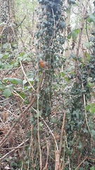 Nature Notes: the 2022 edition