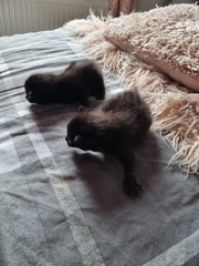 Help me pick a name for my black kitten! 🖤