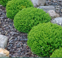 What to plant in this border?