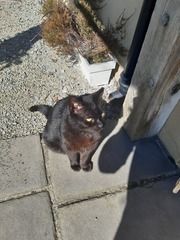 Cat photo thread