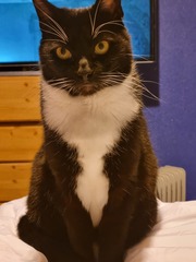 Cat photo thread