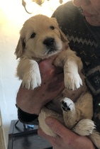 To think dogs are fantastic?