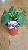 Fuchsia help needed, have they got too much or too little water?