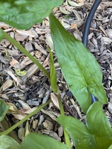 Help needed with plant ID please!