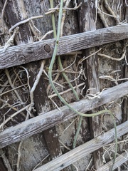 5th summer here.  This has shown no sign of life until now...what is it?