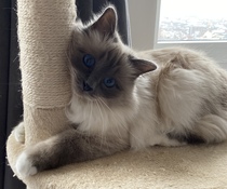 Cat photo thread