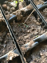 What happened to these poor seedlings?