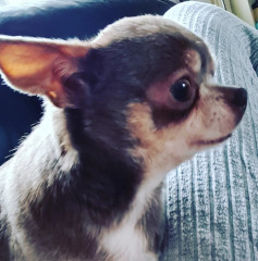 Getting a chihuahua on Monday night!