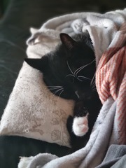Cat photo thread