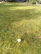 Egg mystery