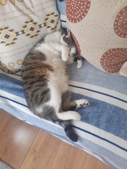 Come on in, chat thread