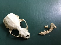 To ask what on earth is this?