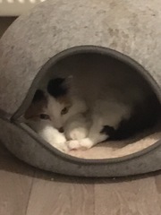 Cat photo thread
