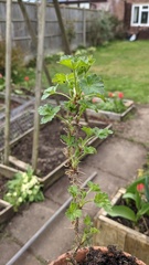 The Vegetable Patch