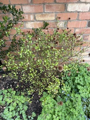 Name that bush!