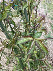 Himalayan honeysuckle