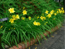 What to plant in this border?