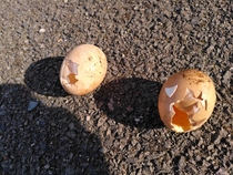 Egg mystery