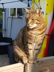 Thug cat part 4.  After all, it's not my Axminster.