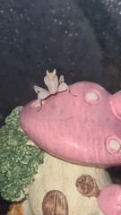 Does anyone have an unusual pet? Meet "Pancake" (probably don't click if you don't like insects - she's a praying mantis)