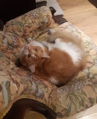 If you had a ginger cat what would you call it ?