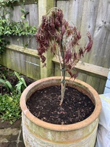 What have I done to my poor Acer?