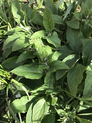 Plant ID help please