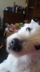 To think dogs are fantastic?